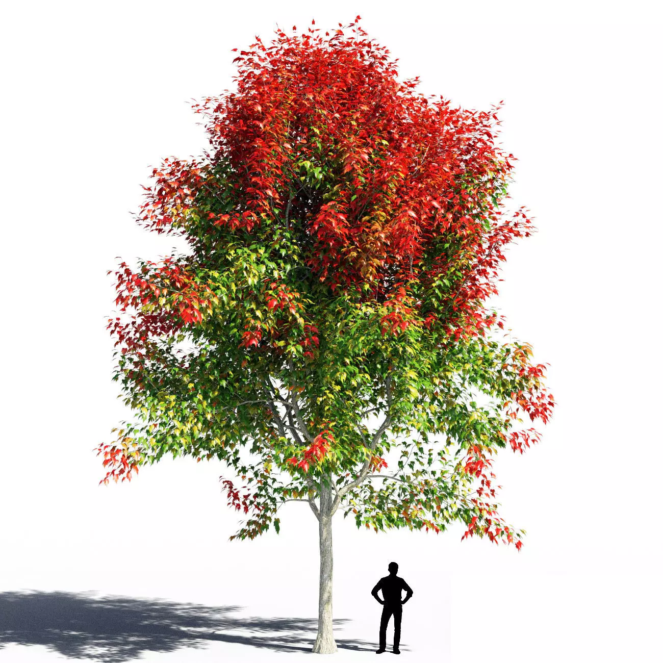 Maple 4 tree in autumn 3D model_0