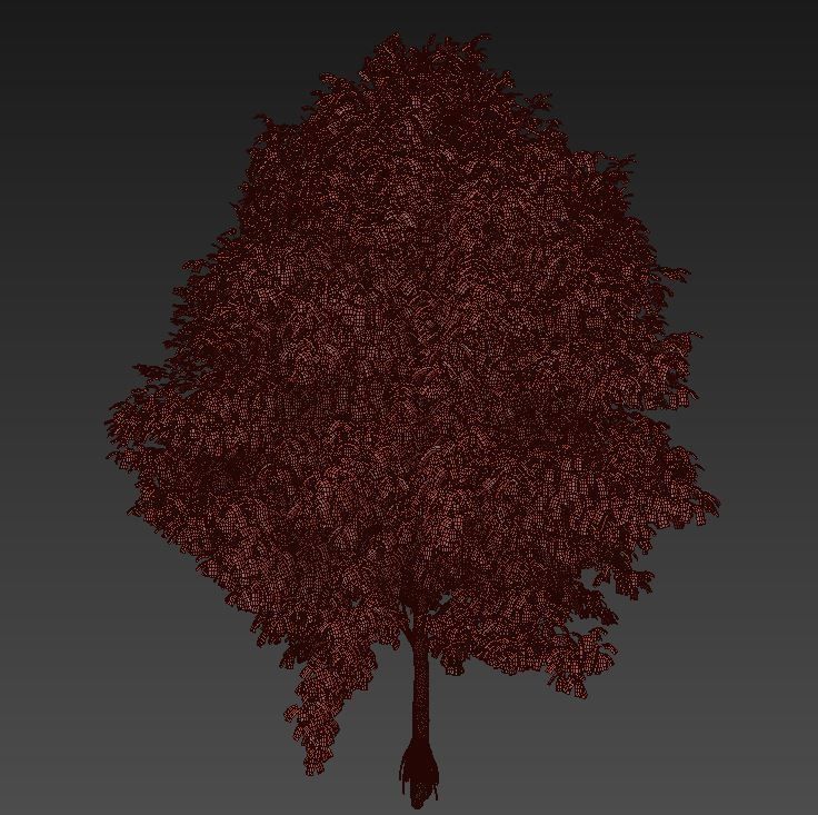 Maple 4 tree in autumn 3D model_4