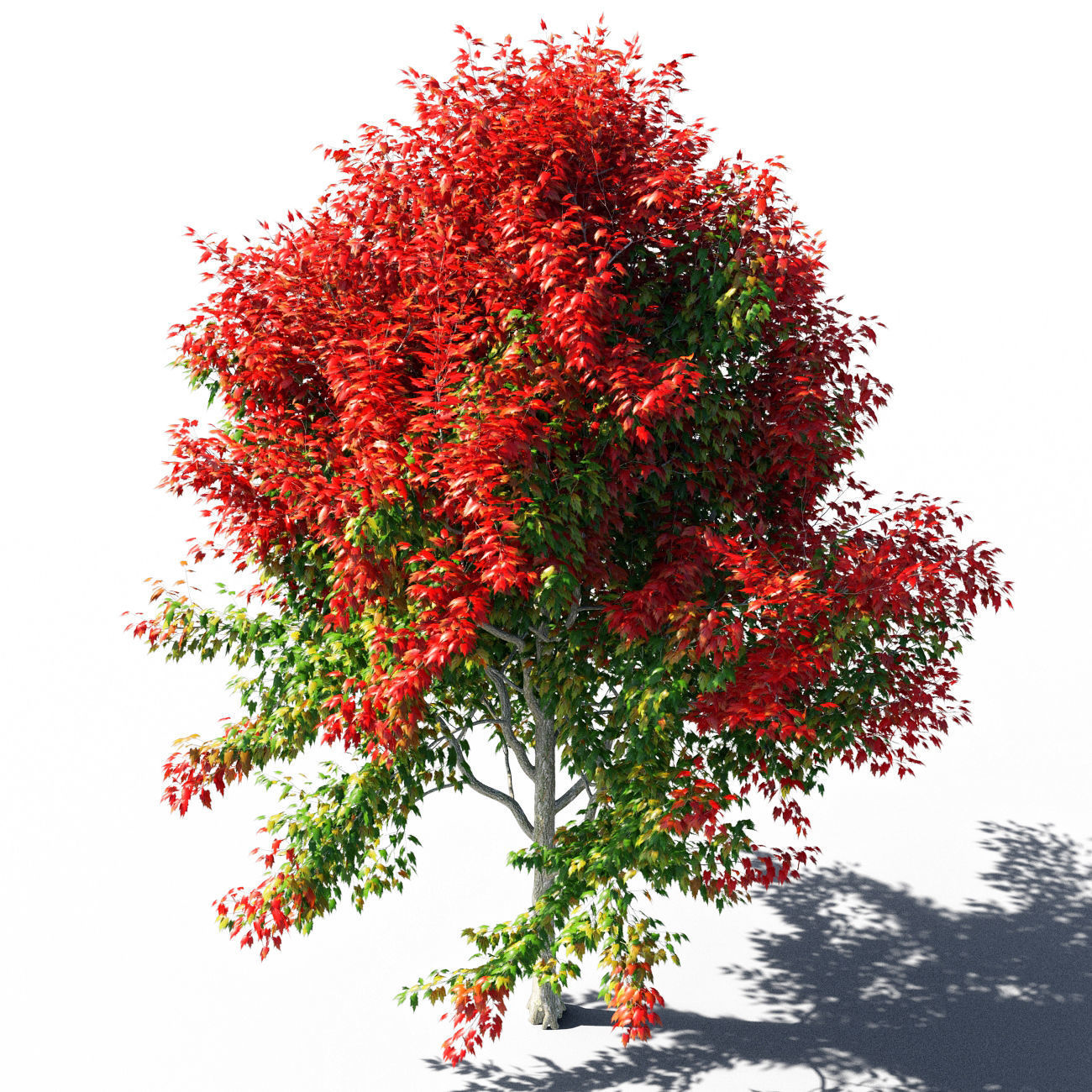 Maple 4 tree in autumn 3D model_2