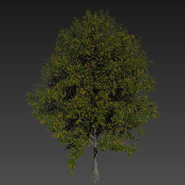 Maple 4 tree in autumn 3D model_3