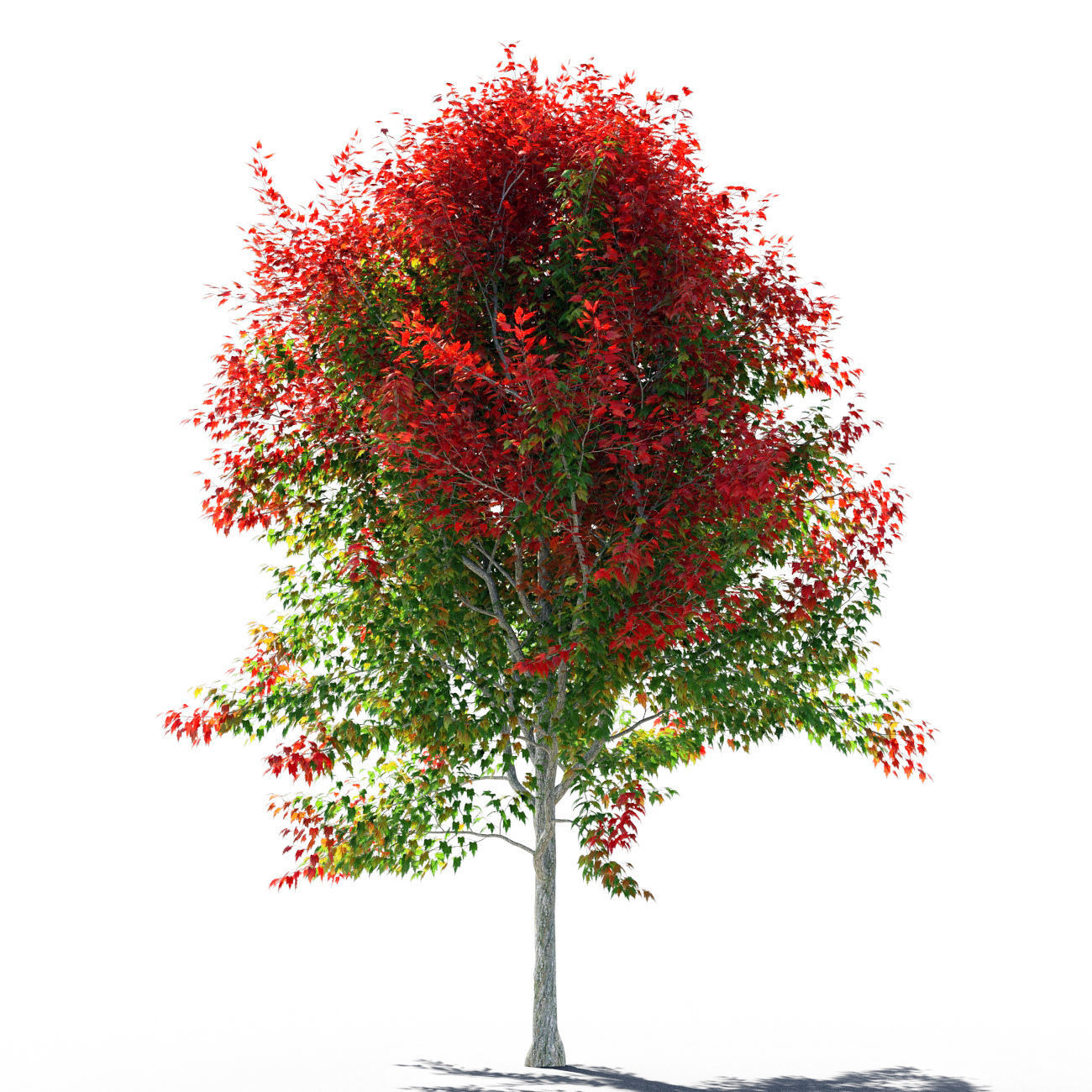 Maple 4 tree in autumn 3D model_1