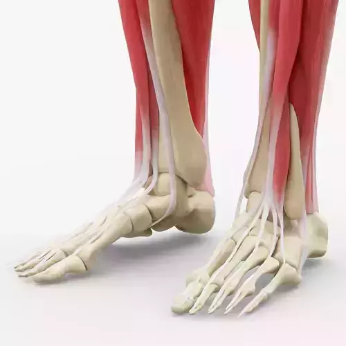 Human Legs Muscle Bone Anatomy 3D model