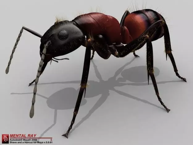 Ant Camponotus Obscuripes 3D model