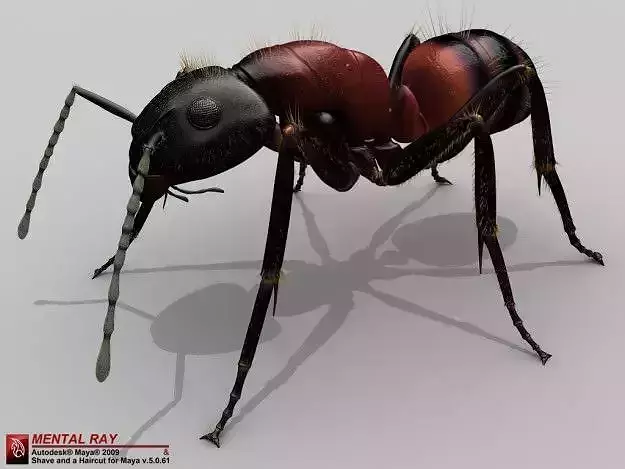 Ant Camponotus Obscuripes 3D model