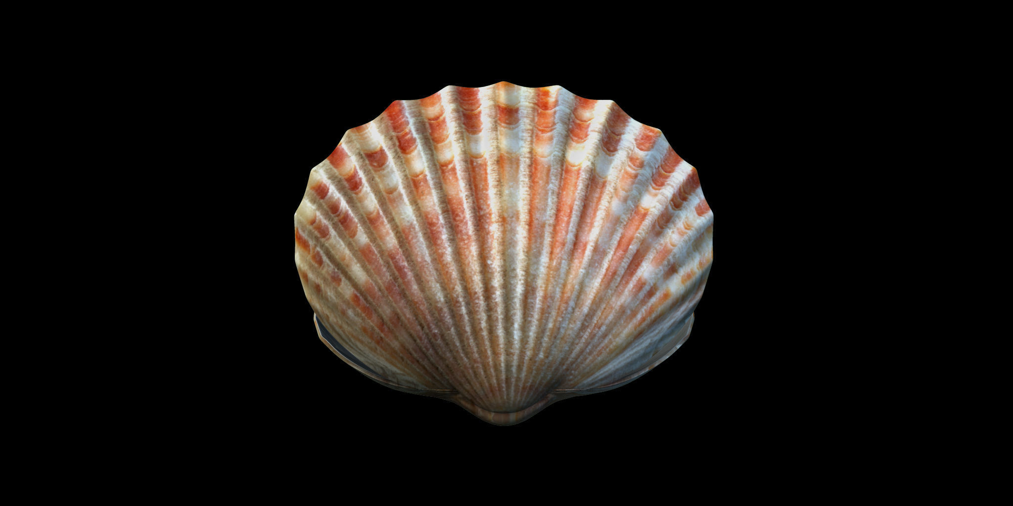 ocean pearl shell 3d model 3D model_1
