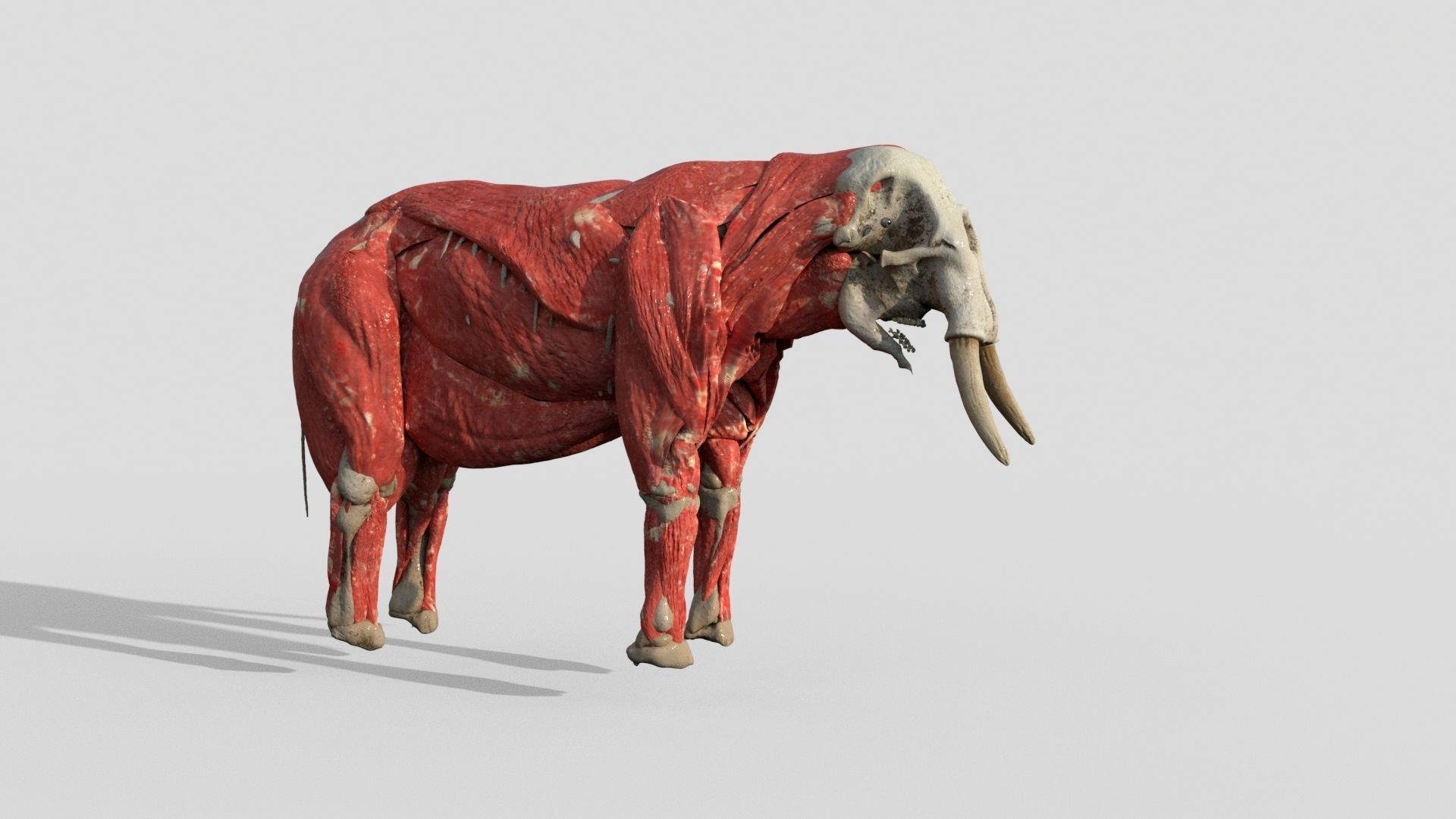 Elephant with tusks 3D model_8
