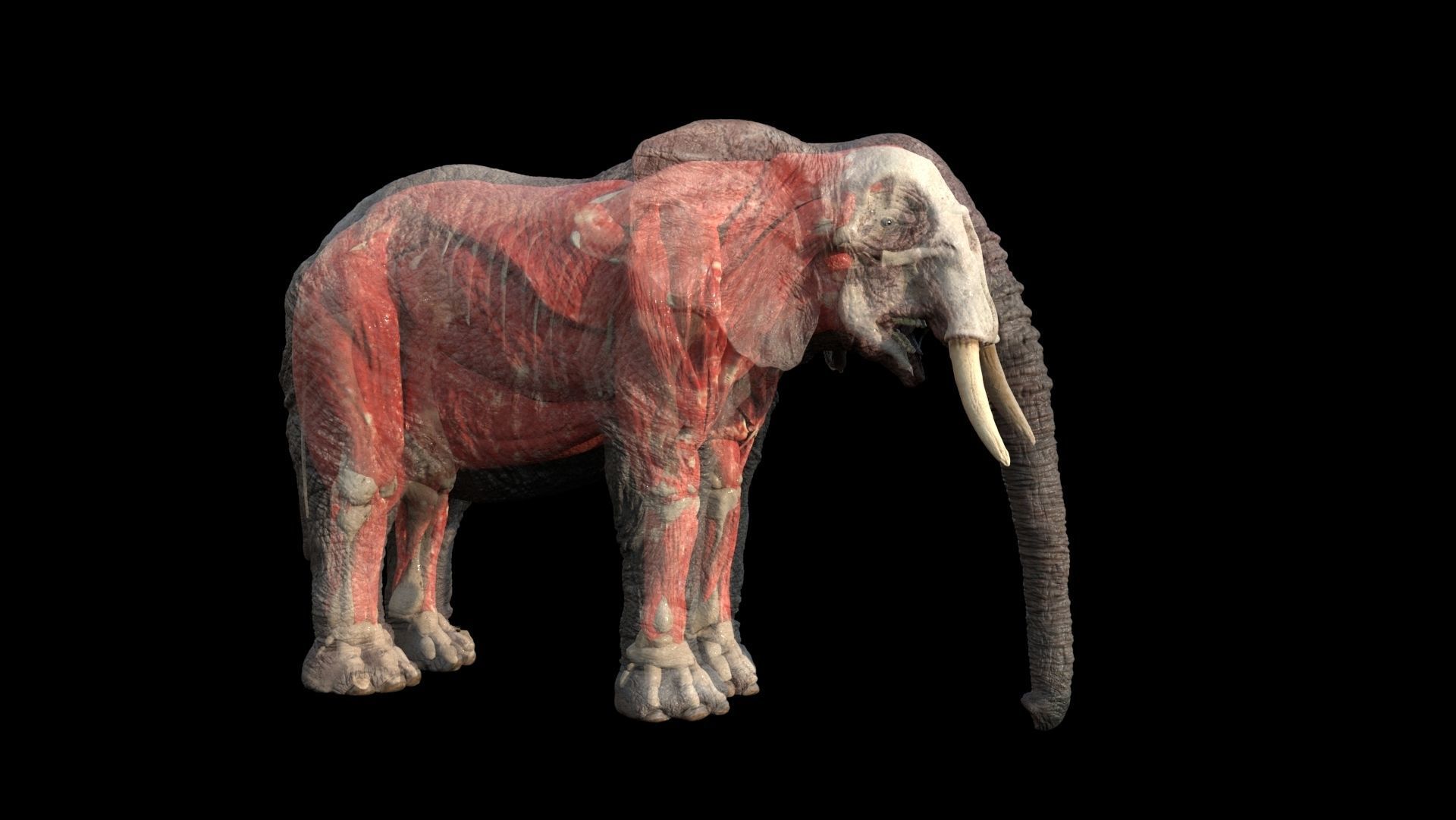 Elephant with tusks 3D model_9