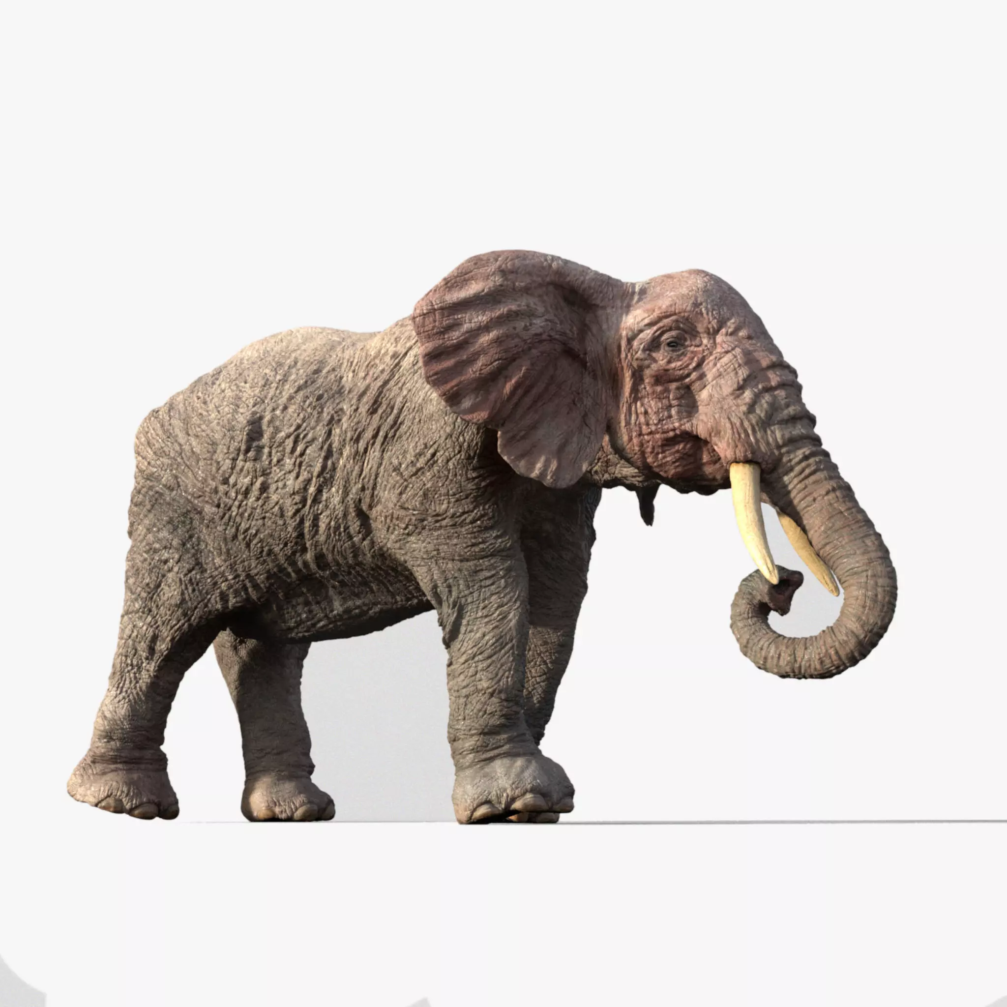 Elephant with tusks 3D model_0