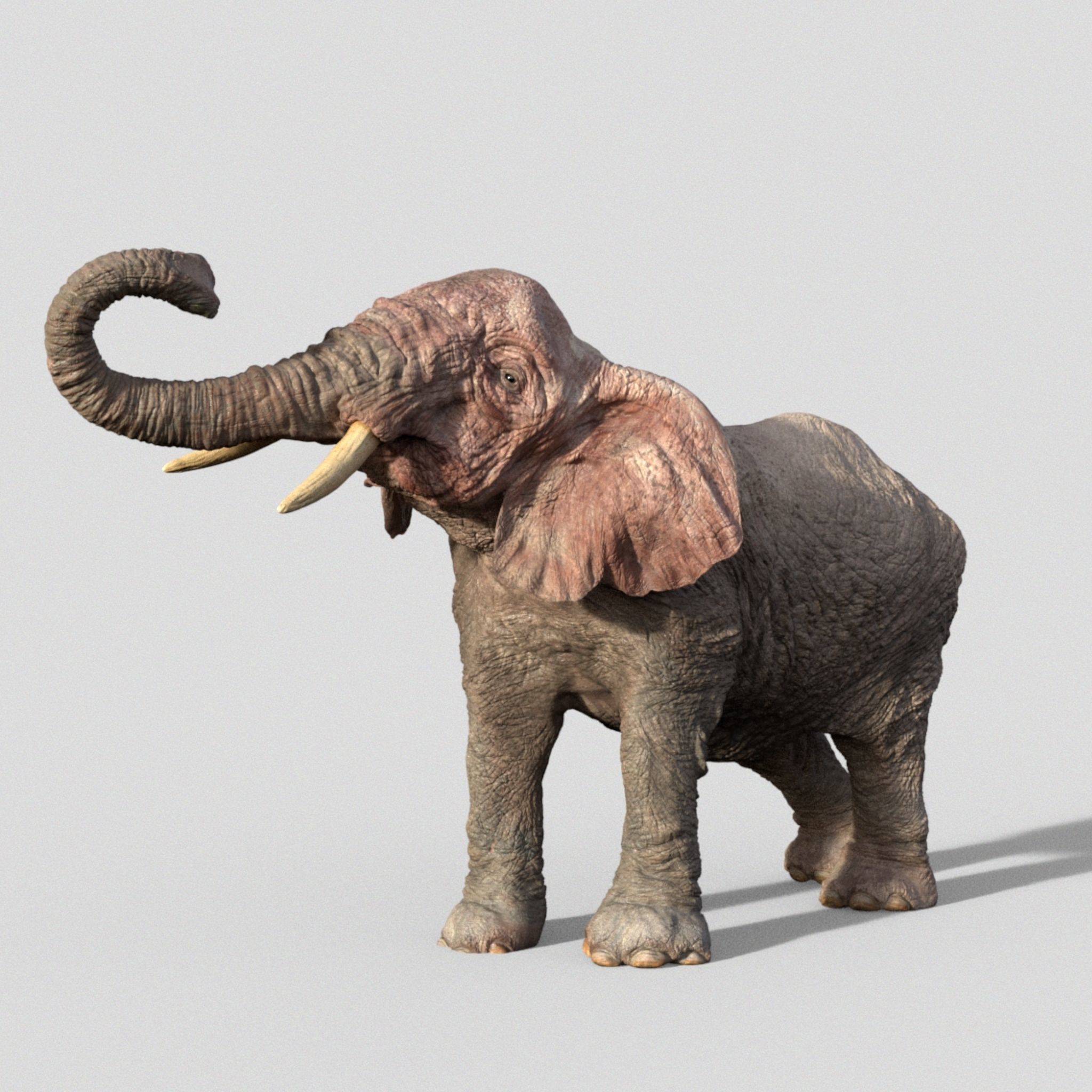 Elephant with tusks 3D model_1