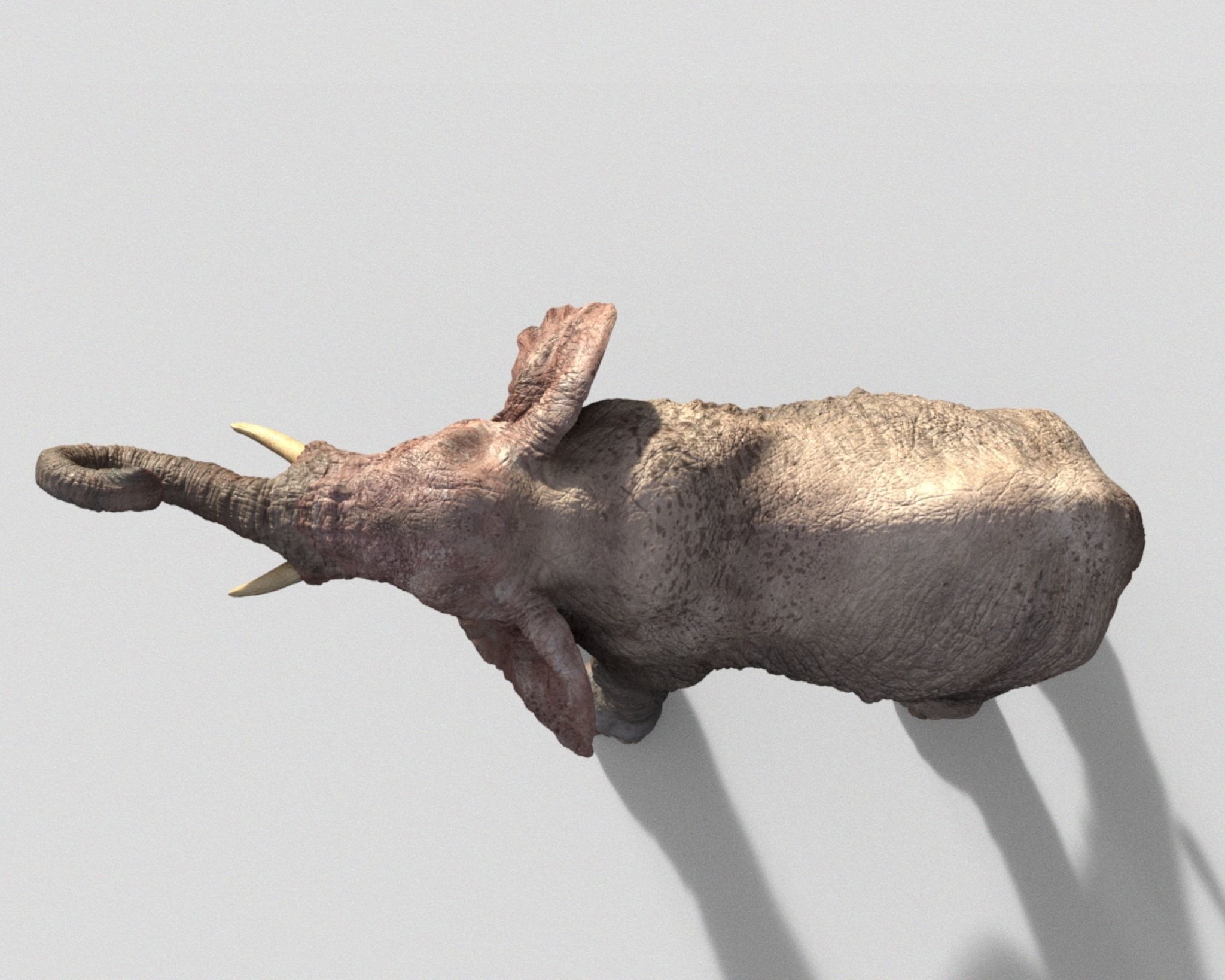 Elephant with tusks 3D model_4