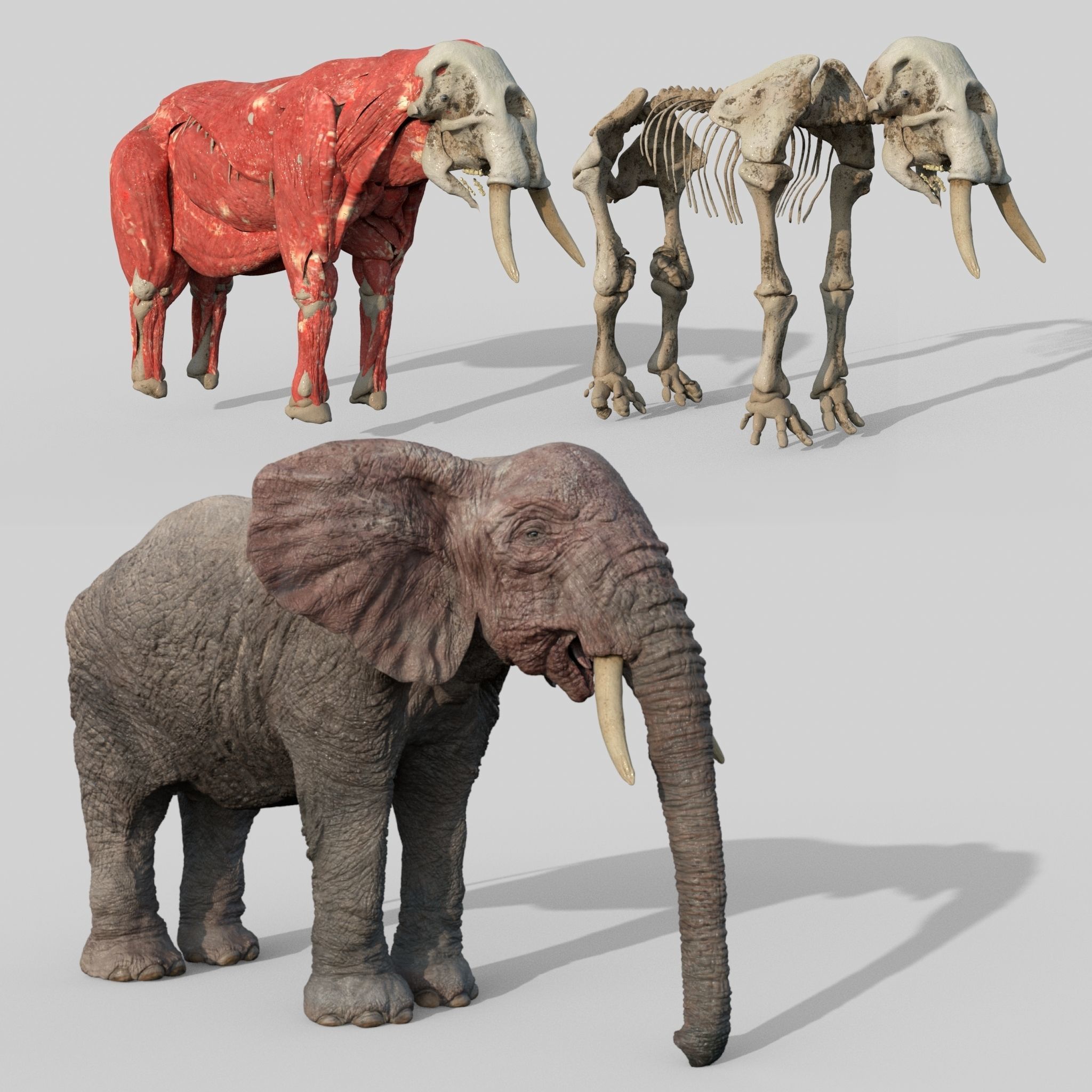 Elephant with tusks 3D model_3