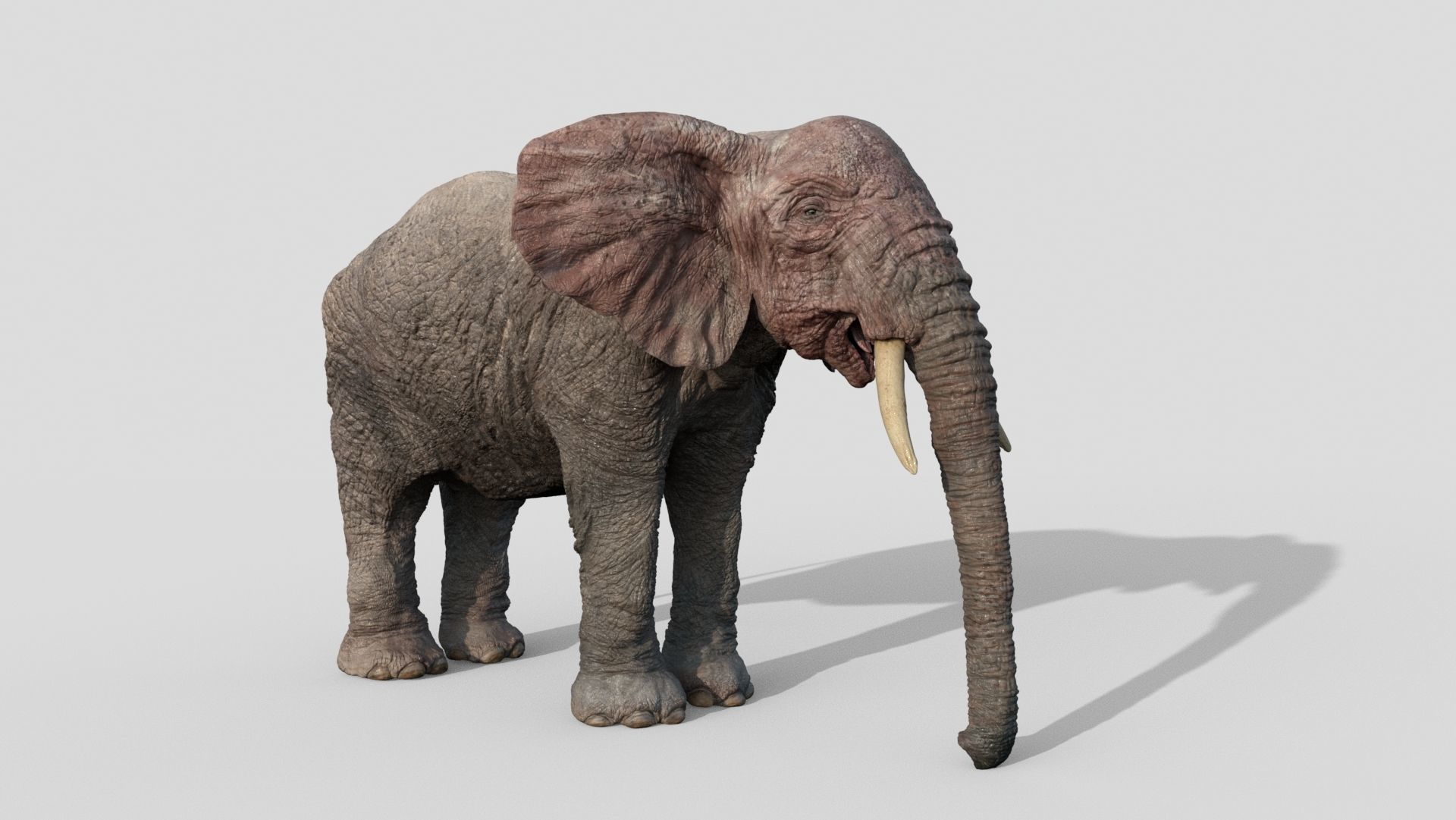 Elephant with tusks 3D model_5