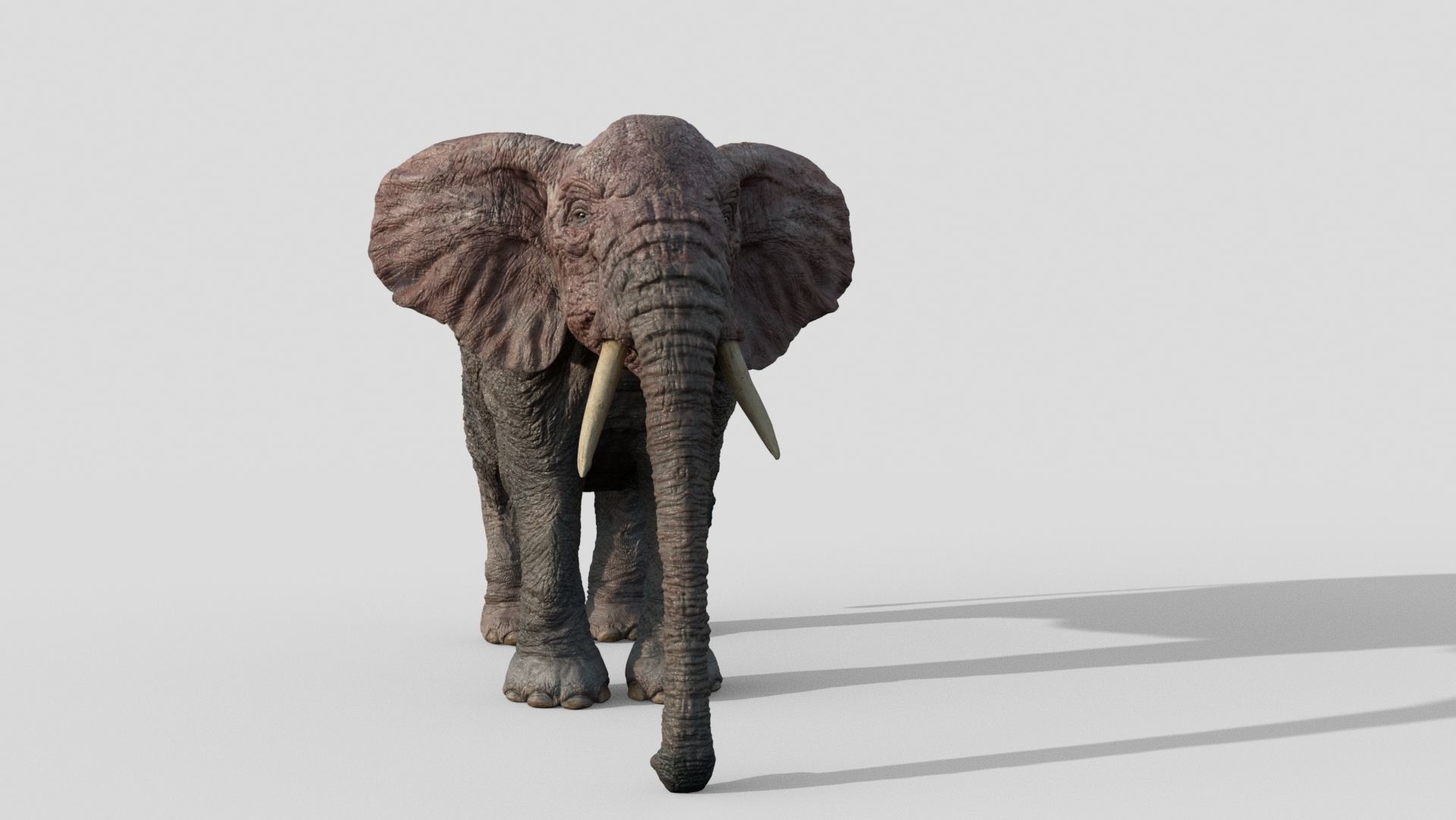 Elephant with tusks 3D model_6