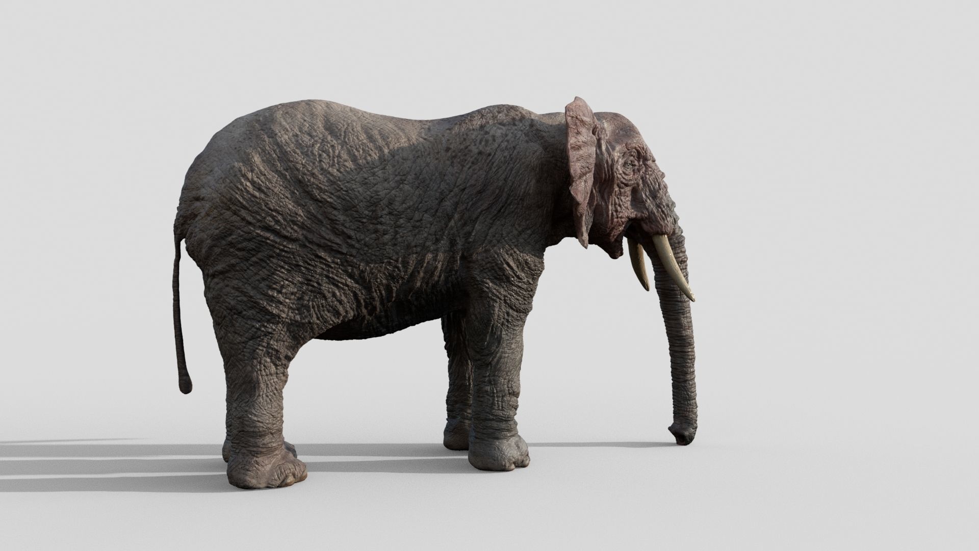 Elephant with tusks 3D model_7