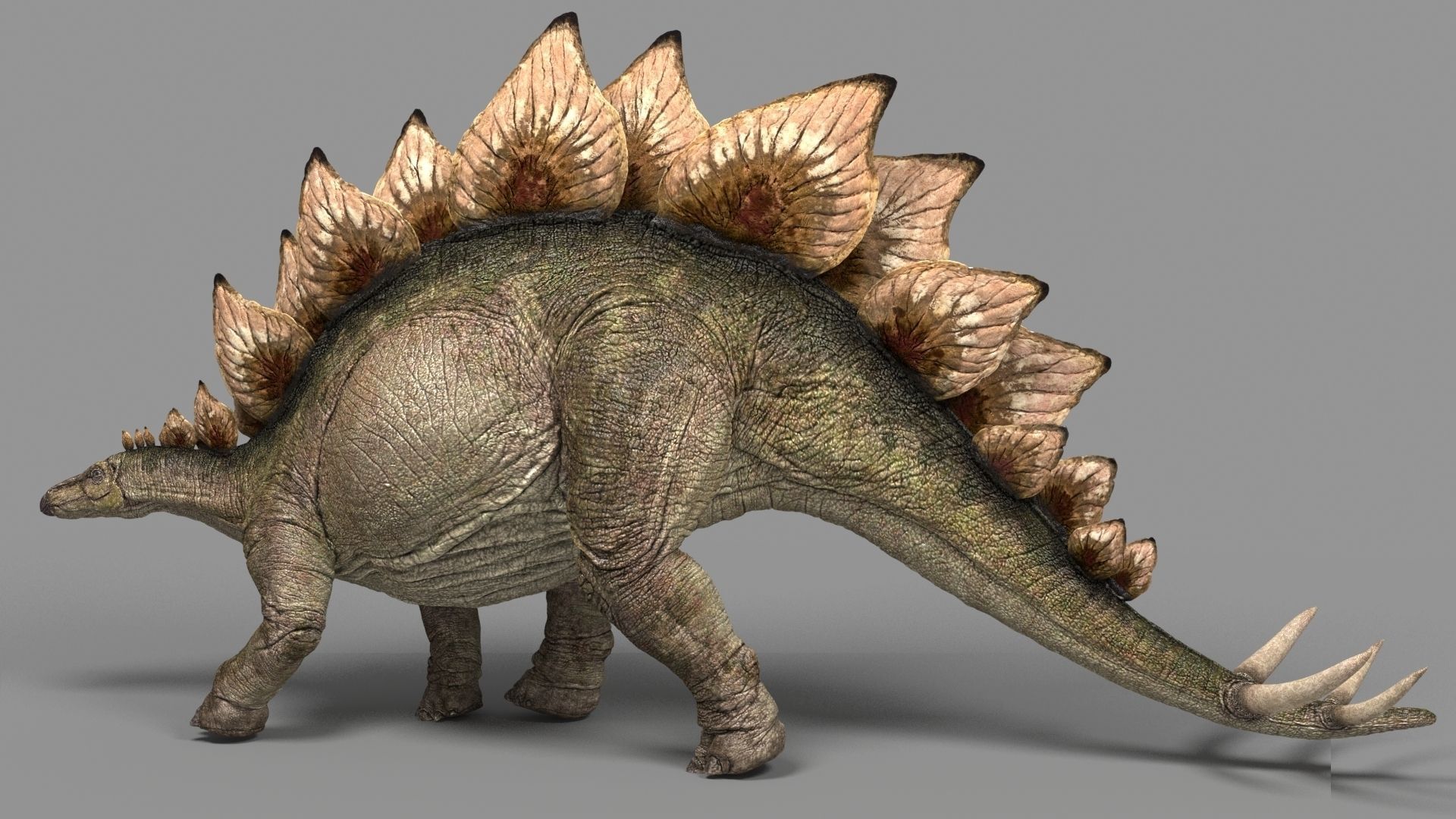 Stegosaurus astil 3D model_3