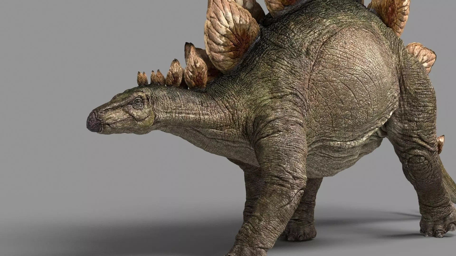 Stegosaurus astil 3D model_0