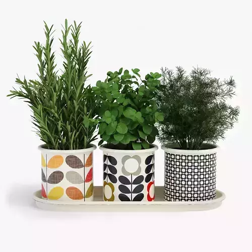Kitchen Herbs In Pots Orla Kiely 3D model