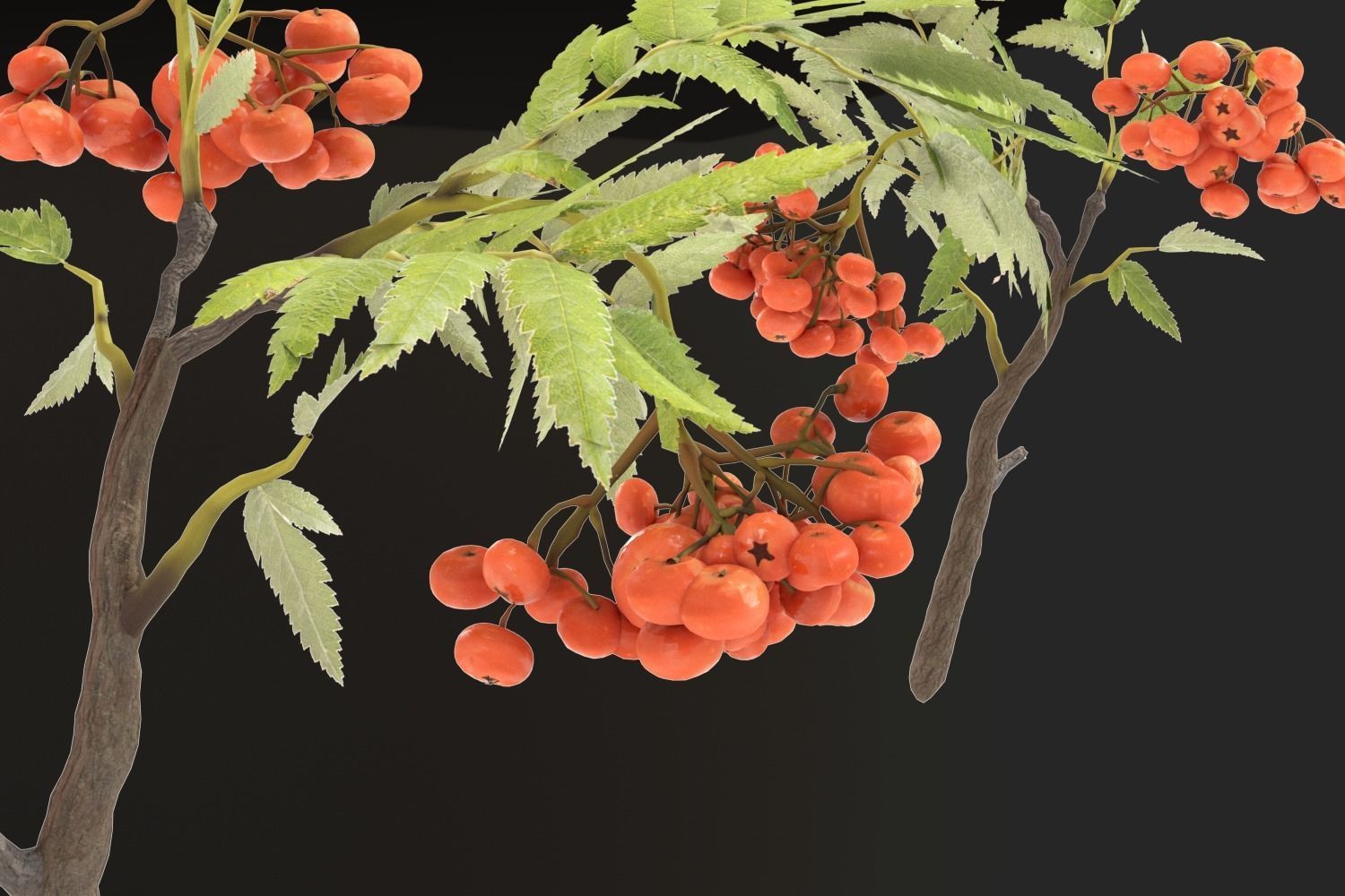 School Stationery with Mountain Ash Branch 3D model_5