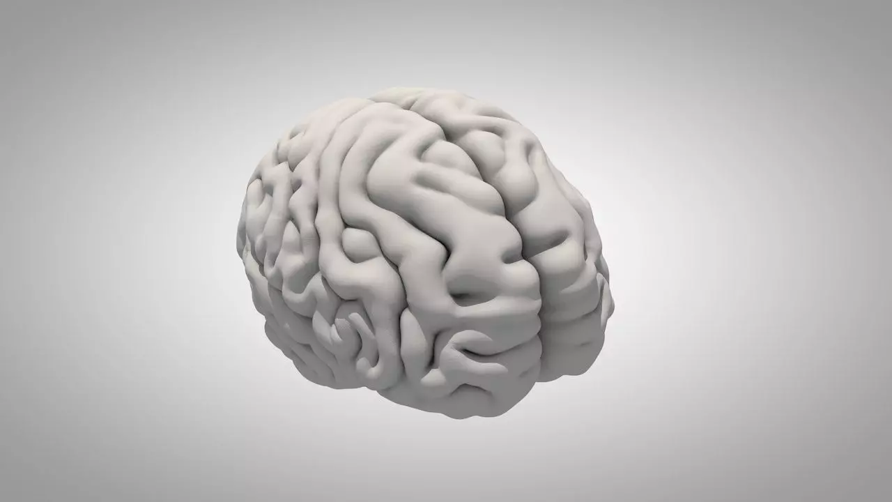 Brain human Free 3D model_0