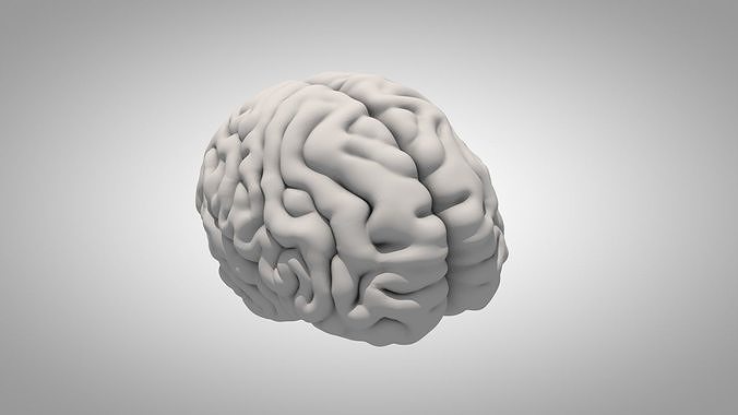 Brain human Free 3D model