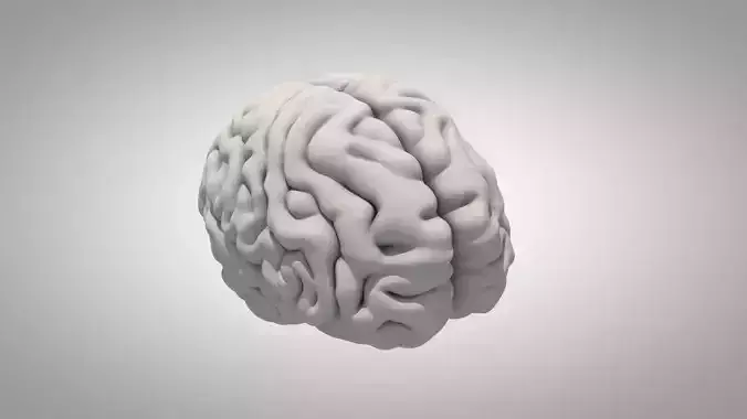 Brain human