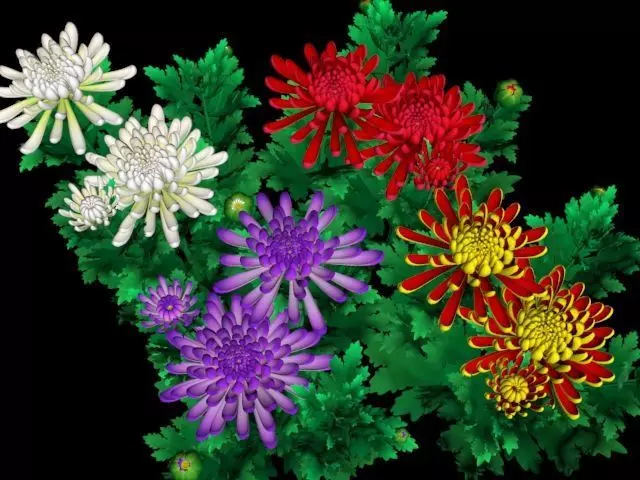 Flower Chrysanthemum Morifolium Low-poly 3D model
