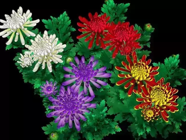 Flower Chrysanthemum Morifolium Low-poly 3D model
