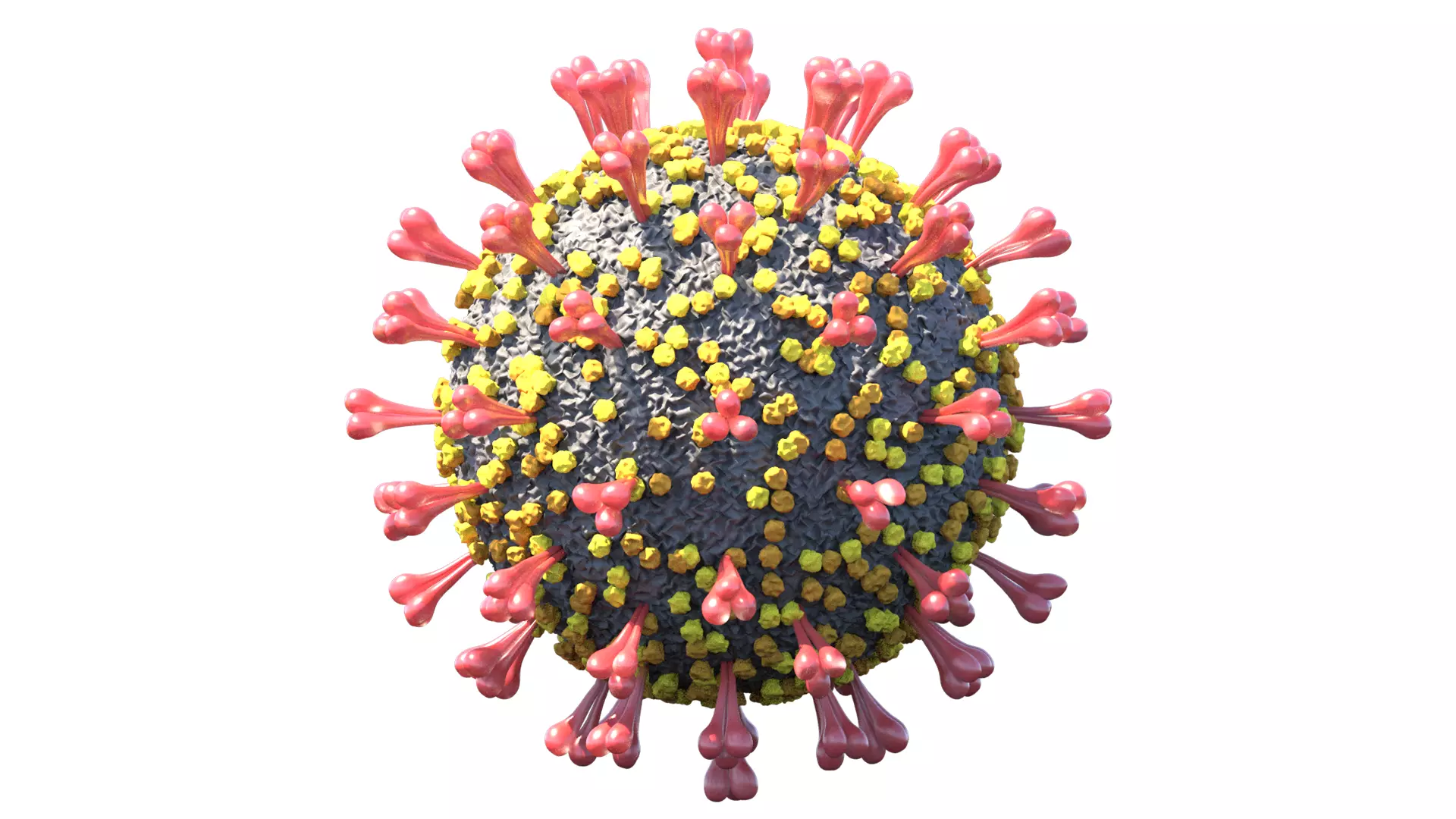 Coronavirus 3D model