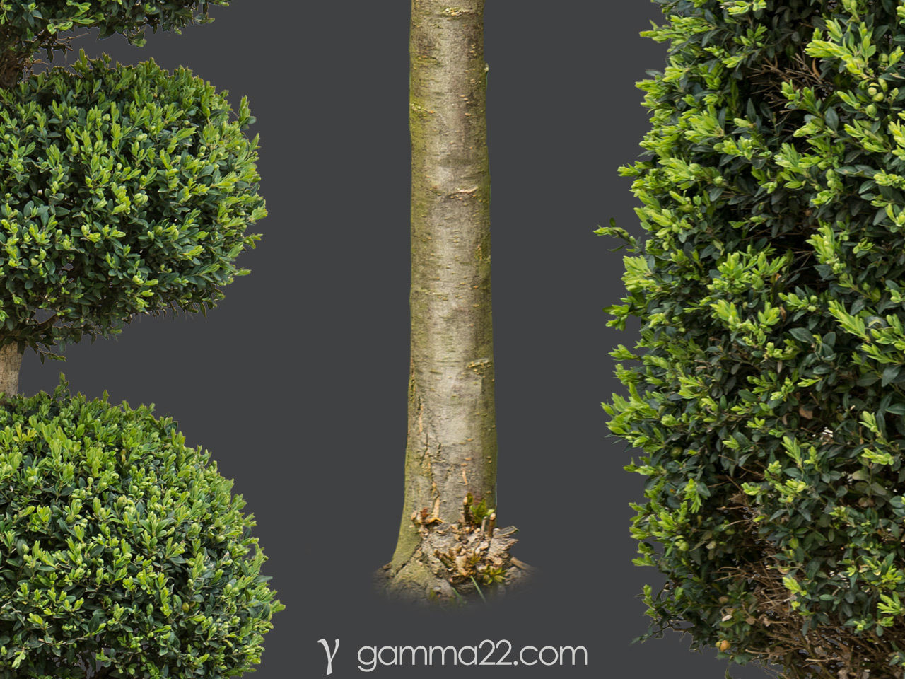 15 High Quality PNG Tree and Bush CUTOUTS Texture | CGTrader