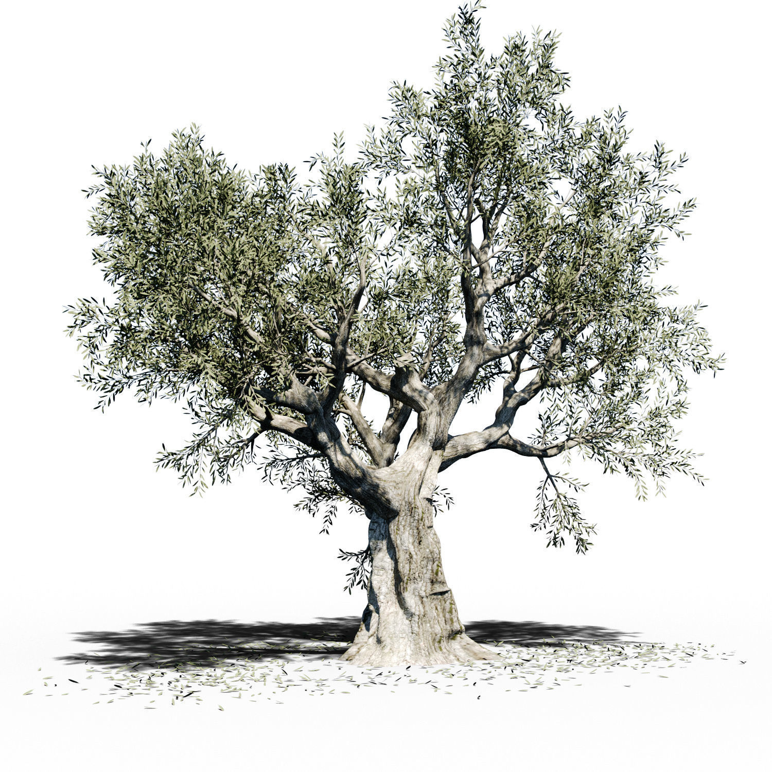 Olea Europea Olive Tree 3D model_1