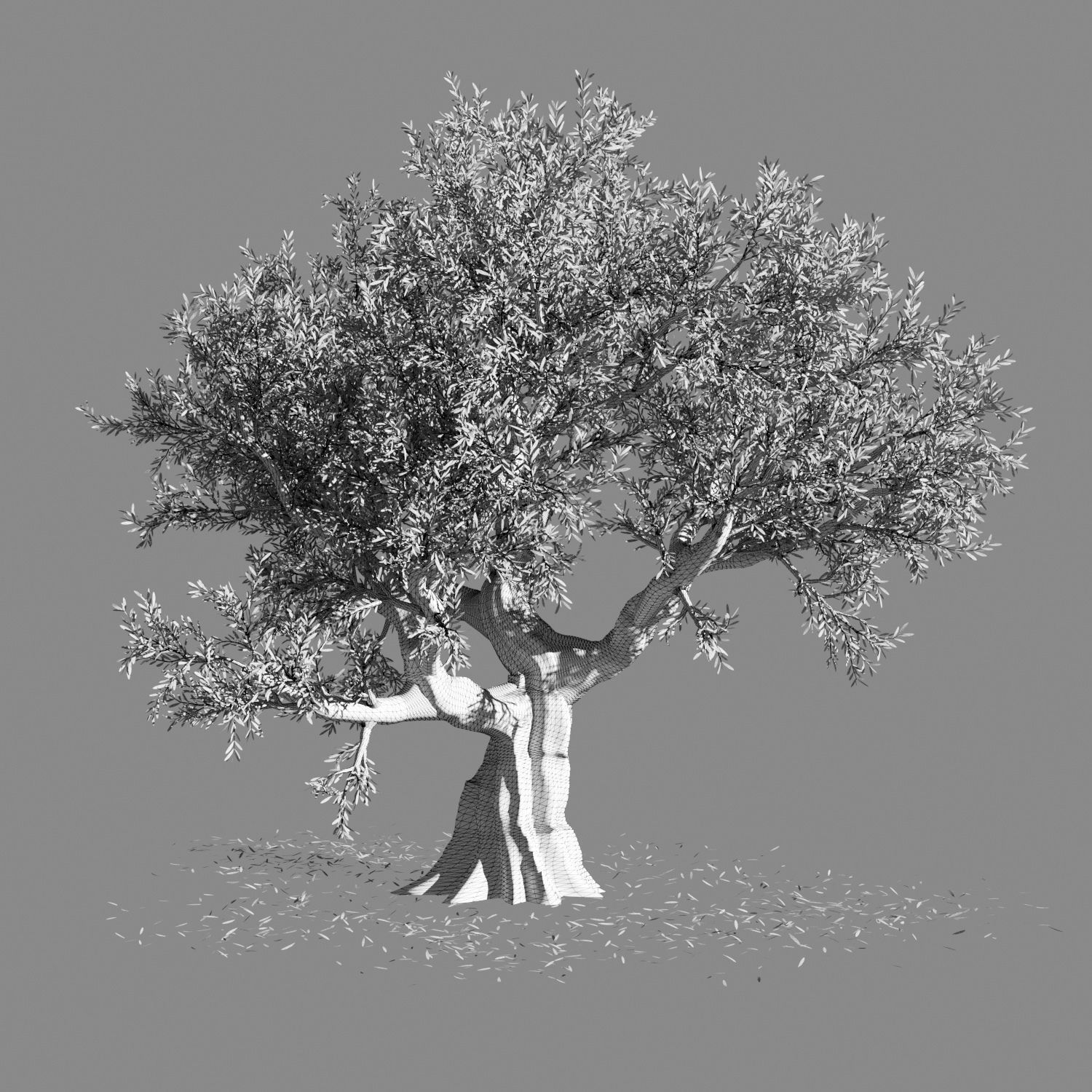 Olea Europea Olive Tree 3D model_2