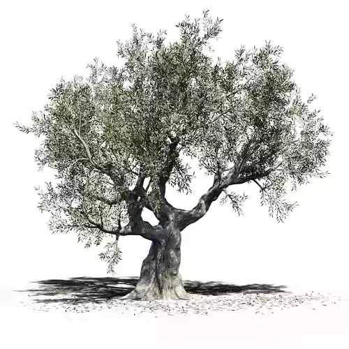 Olea Europea Olive Tree 3D model