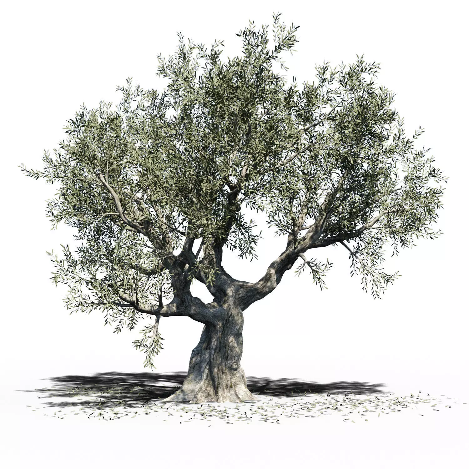 Olea Europea Olive Tree 3D model_0