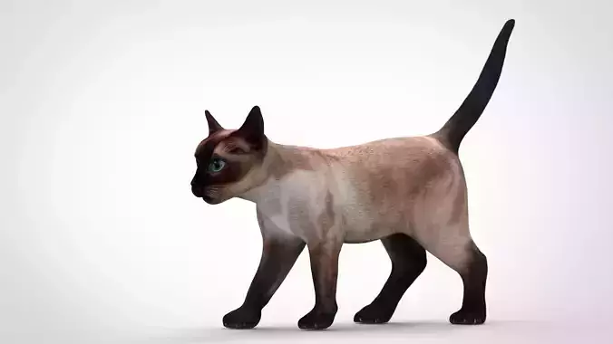 REALISTIC CAT siamese Low-poly 3D model