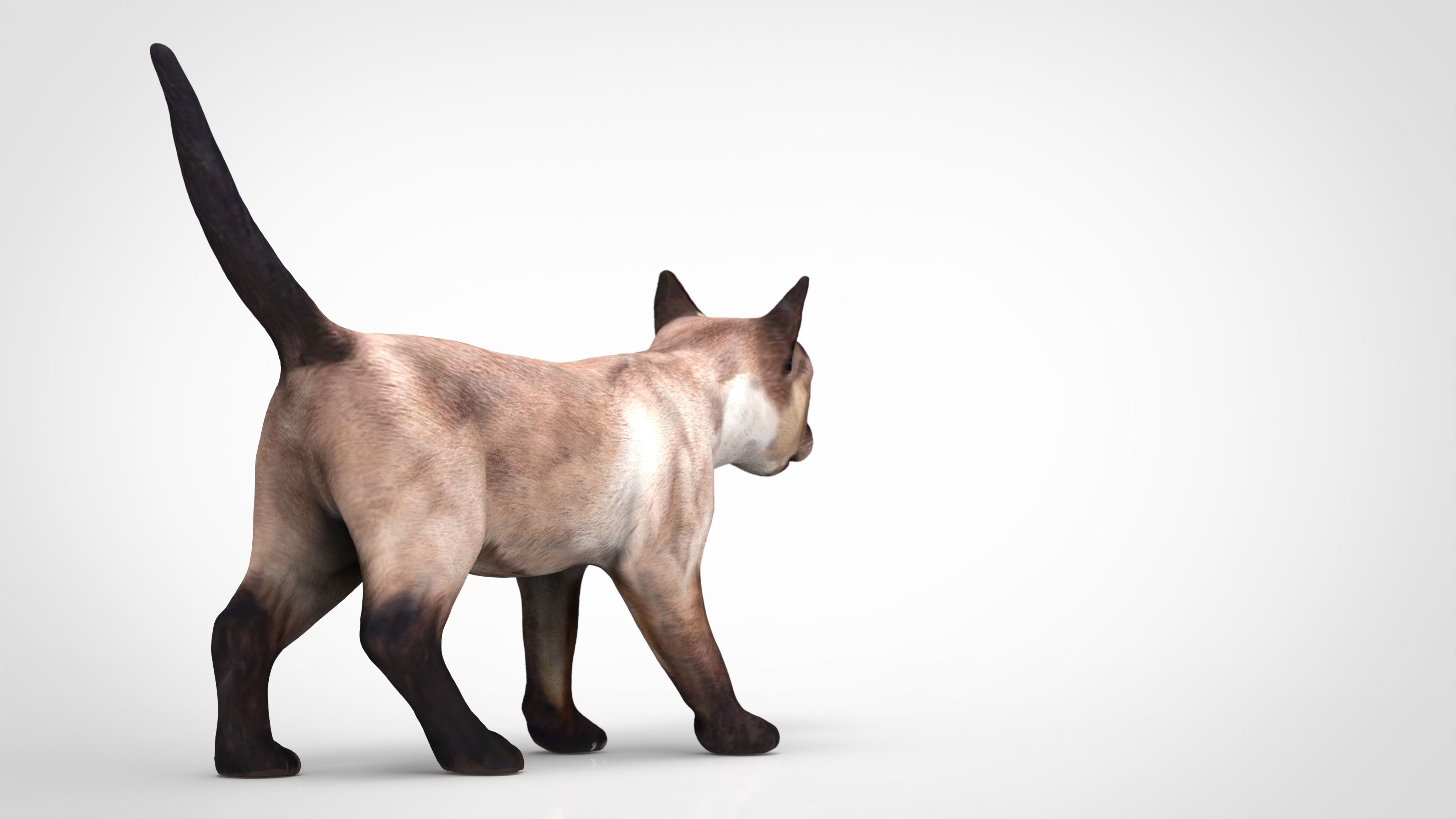 REALISTIC CAT siamese Low-poly 3D model_3