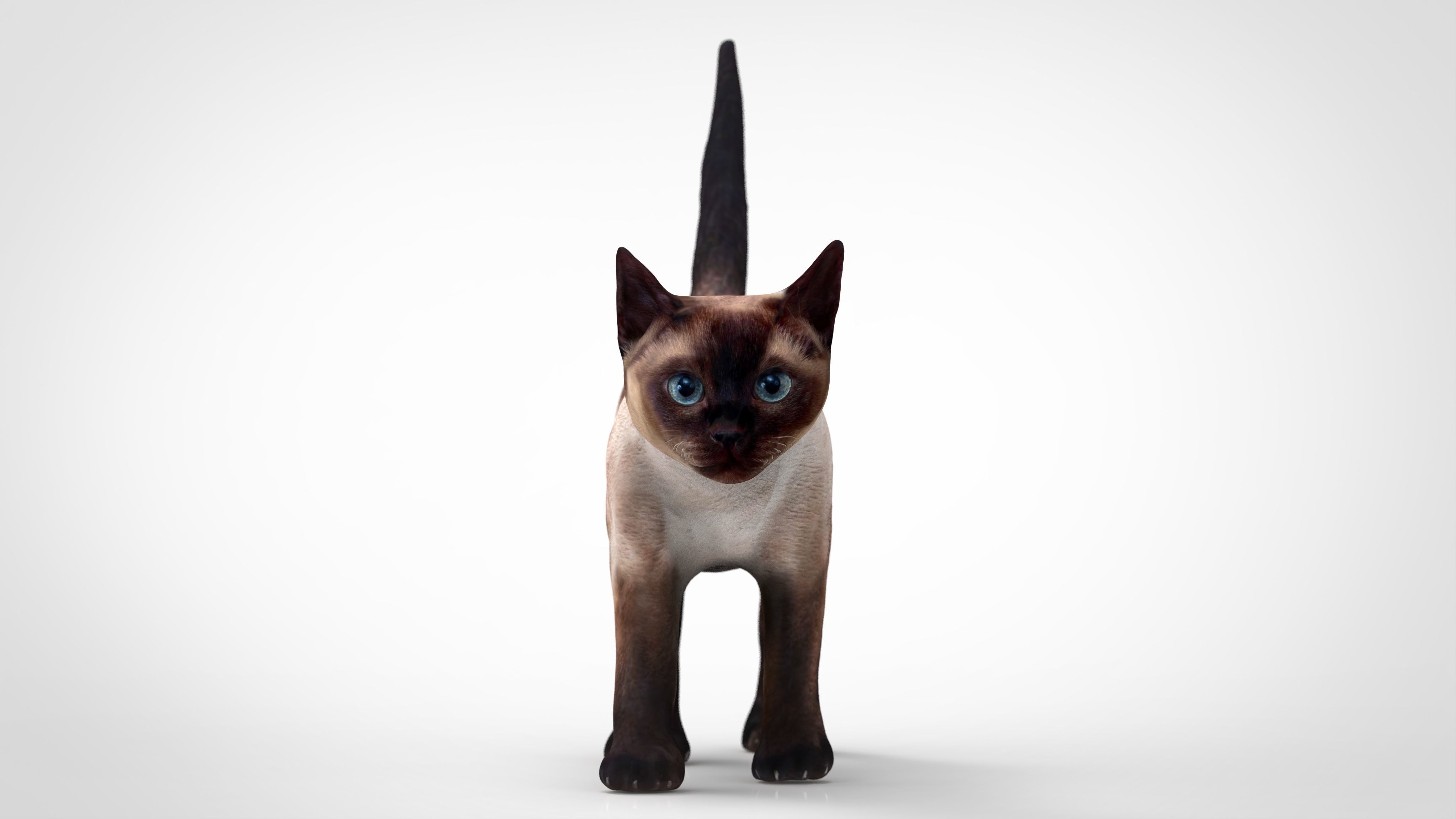 REALISTIC CAT siamese Low-poly 3D model_4