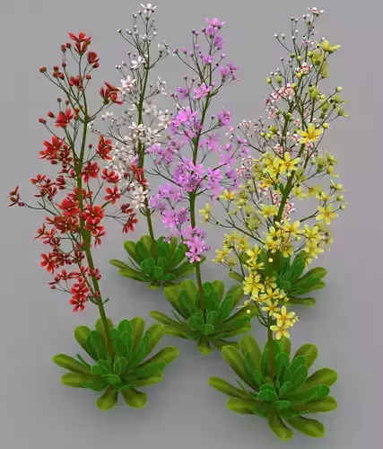 FLower Saxifraga stolonifera
