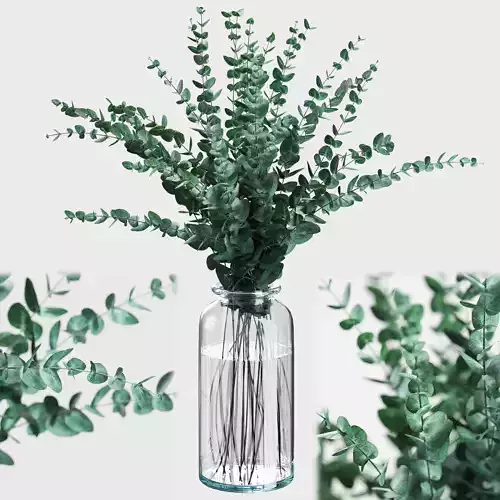 Bouquet of eucalyptus branches