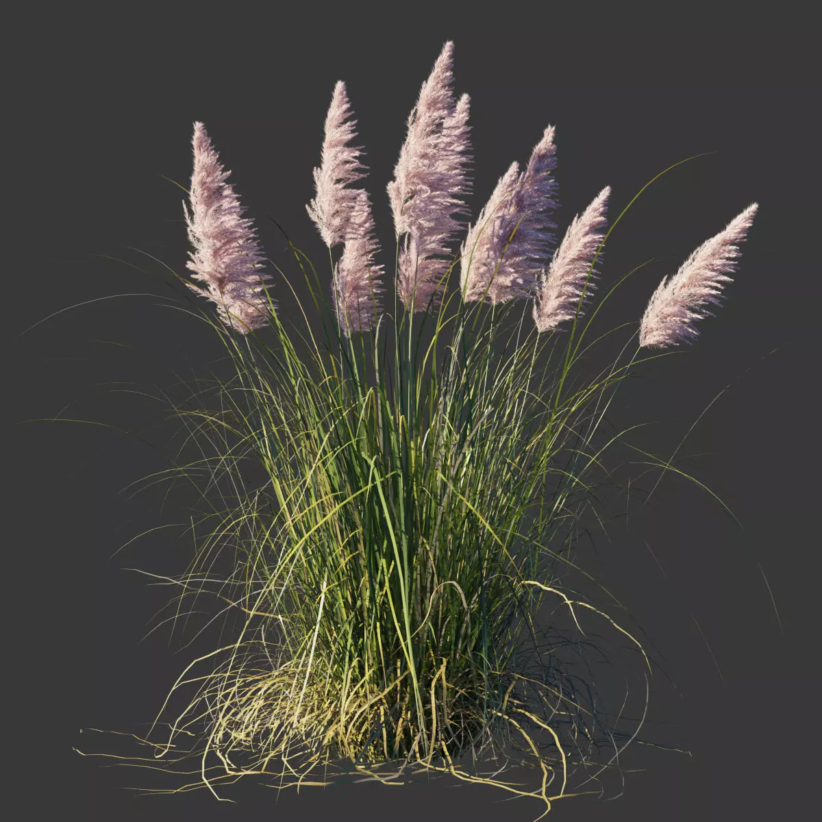 Cortaderia Selloana Rosea 3D model_0