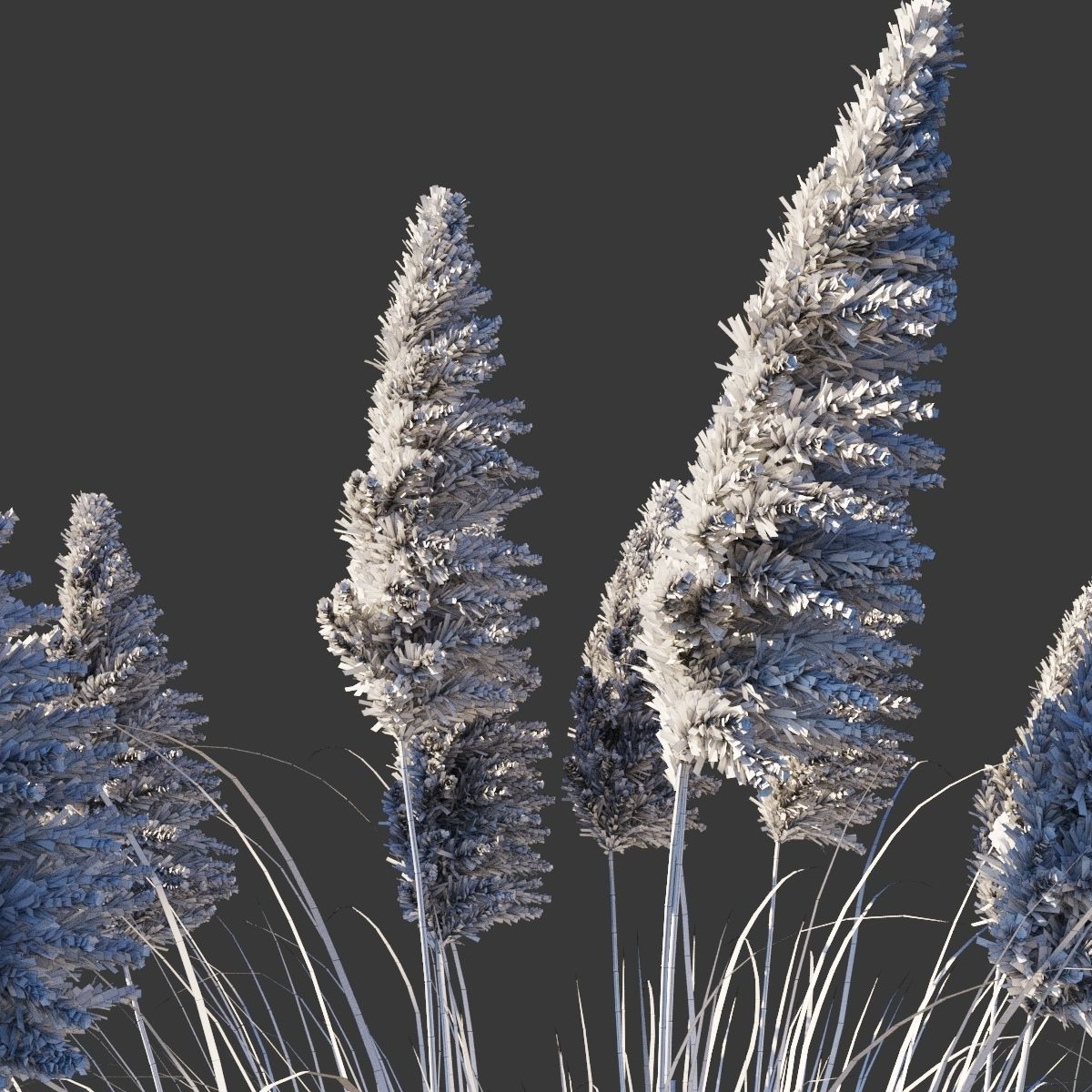 Cortaderia Selloana Rosea 3D model_4