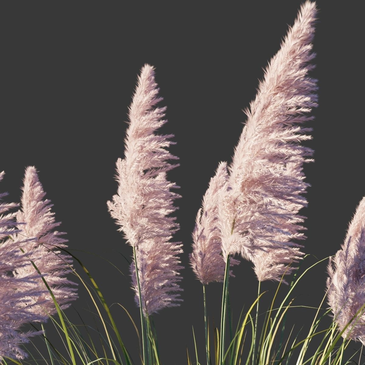 Cortaderia Selloana Rosea 3D model_1