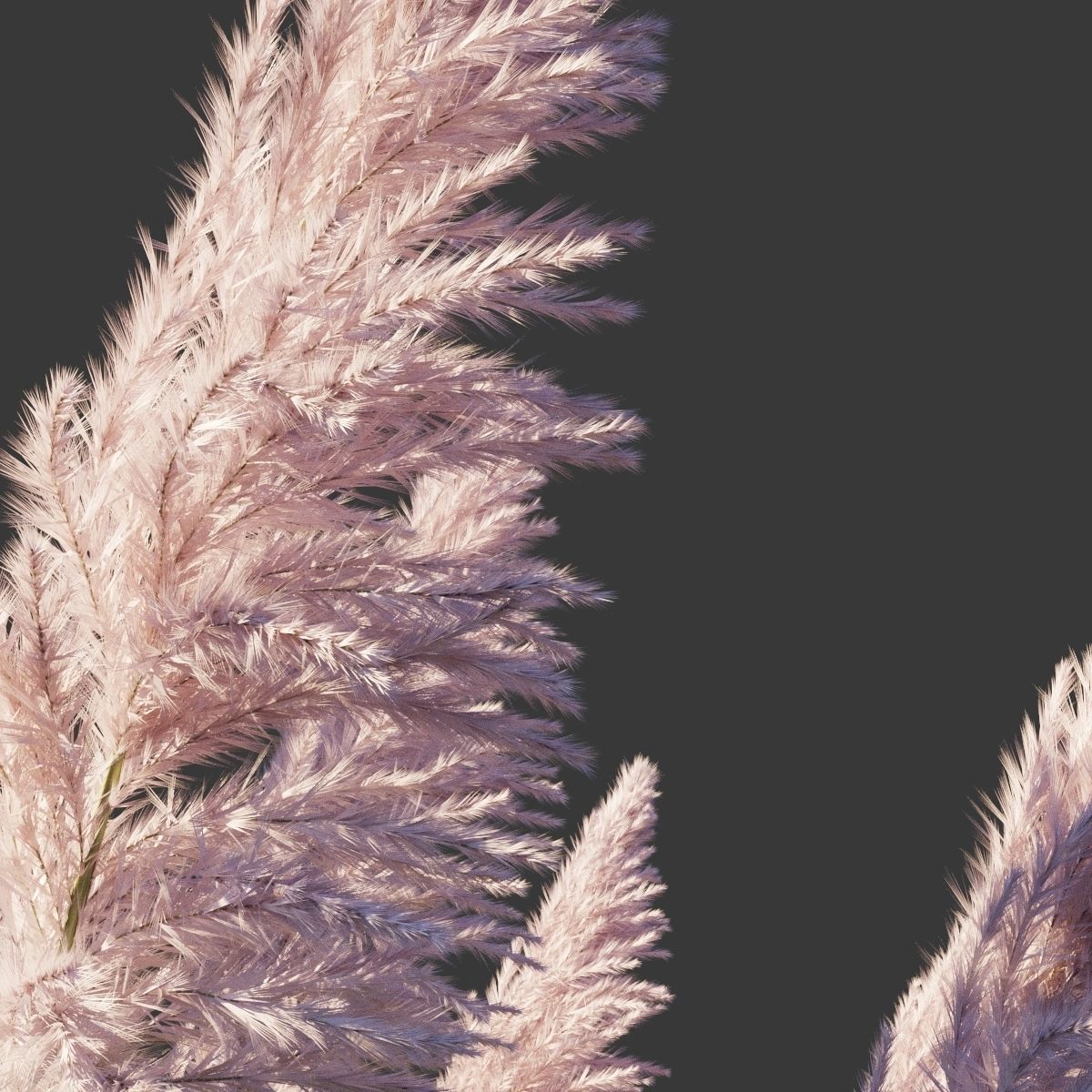 Cortaderia Selloana Rosea 3D model_2