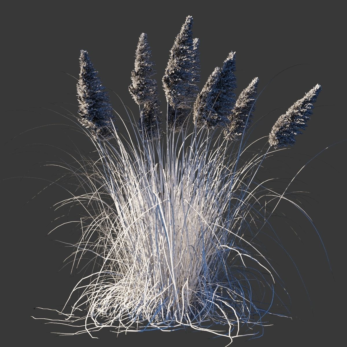 Cortaderia Selloana Rosea 3D model_3
