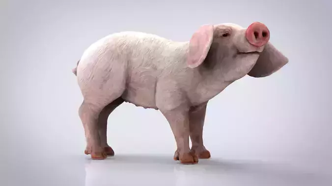 REALISTIC PIG Low-poly 3D model