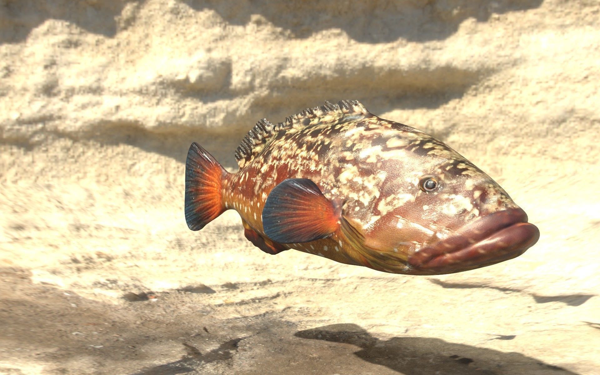 Grouper photorealistic sea fish 3d model Rigged Animated Low-poly 3D model_2