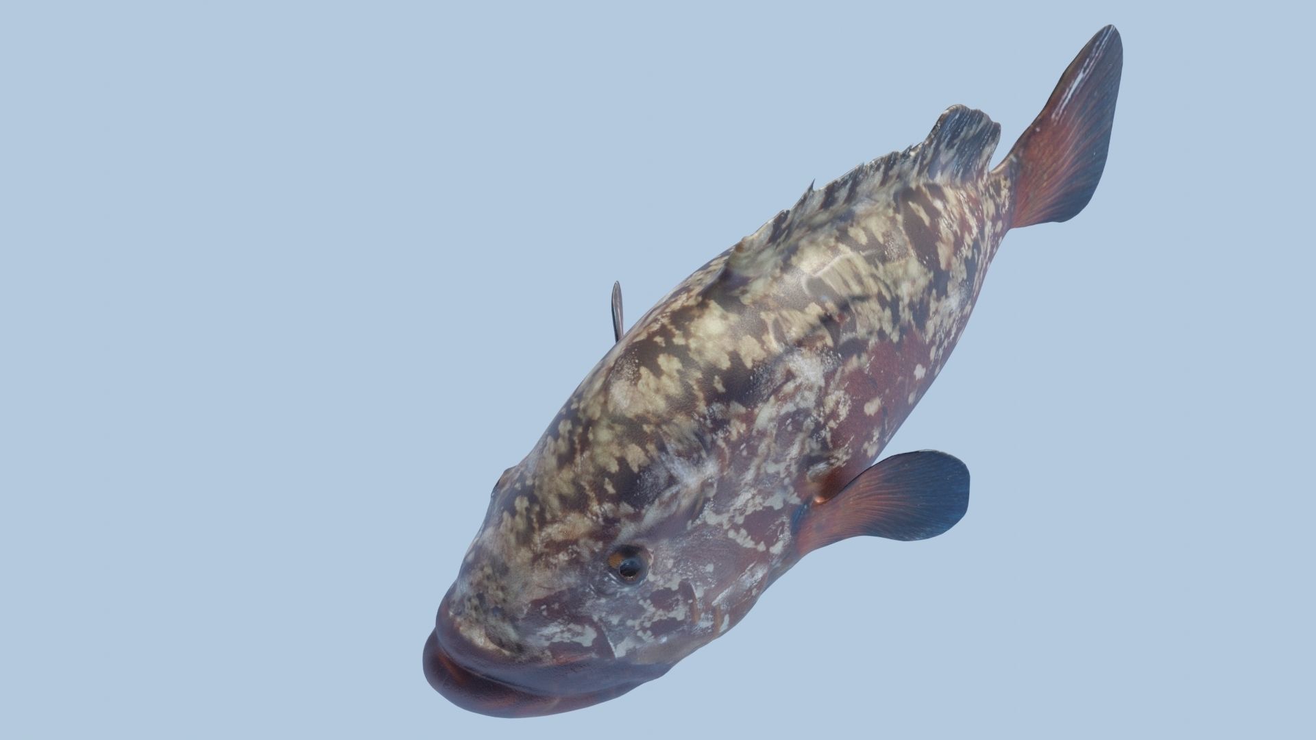 Grouper photorealistic sea fish 3d model Rigged Animated Low-poly 3D model_10
