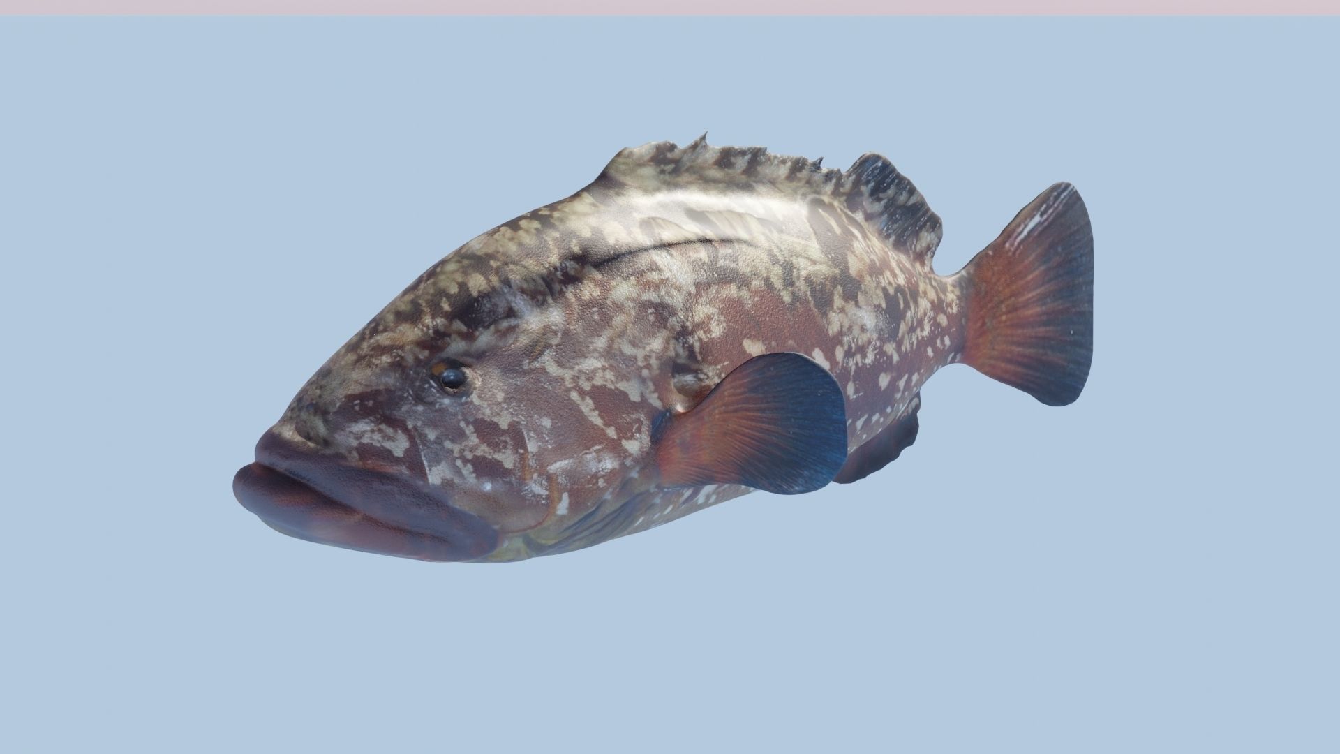 Grouper photorealistic sea fish 3d model Rigged Animated Low-poly 3D model_11
