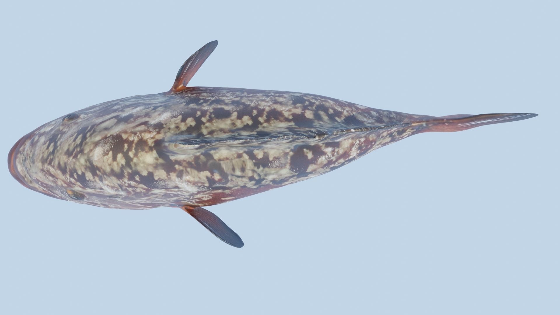 Grouper photorealistic sea fish 3d model Rigged Animated Low-poly 3D model_8