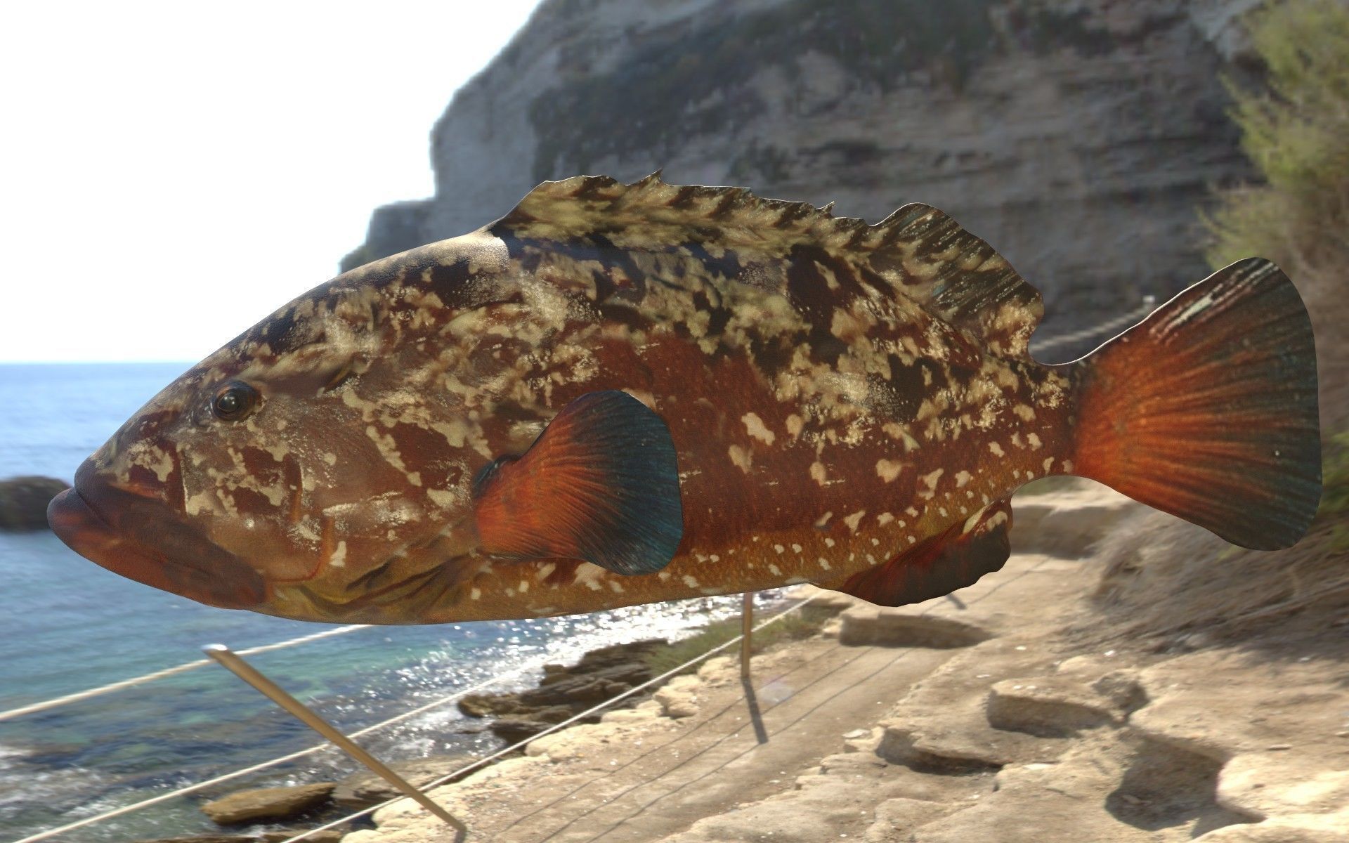 Grouper photorealistic sea fish 3d model Rigged Animated Low-poly 3D model_3