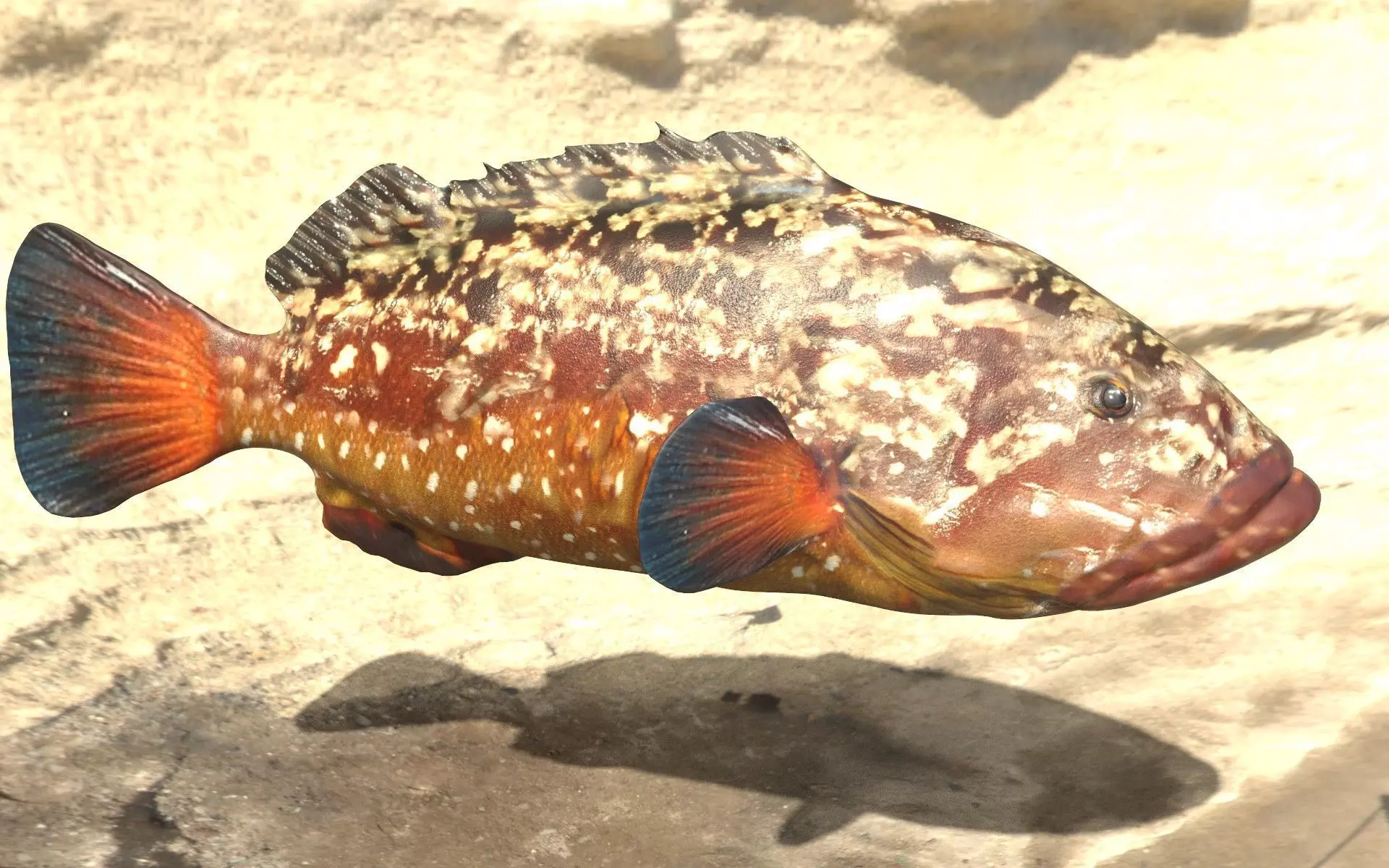 Grouper photorealistic sea fish 3d model Rigged Animated Low-poly 3D model_0